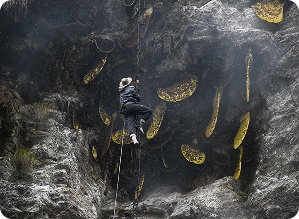Smoking the Hives