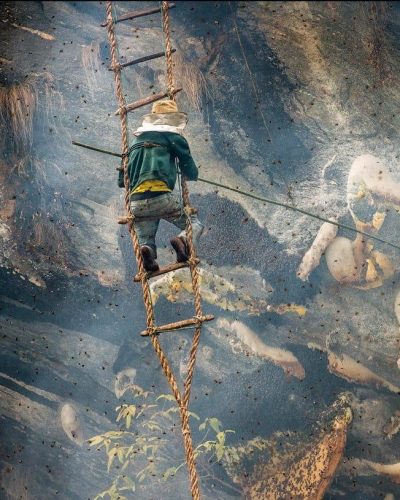 Nepal verrückte Honigjagd eine Person auf einer Leiter an der Seite einer riesigen Klippe auf der Suche nach nepalesischem Honig